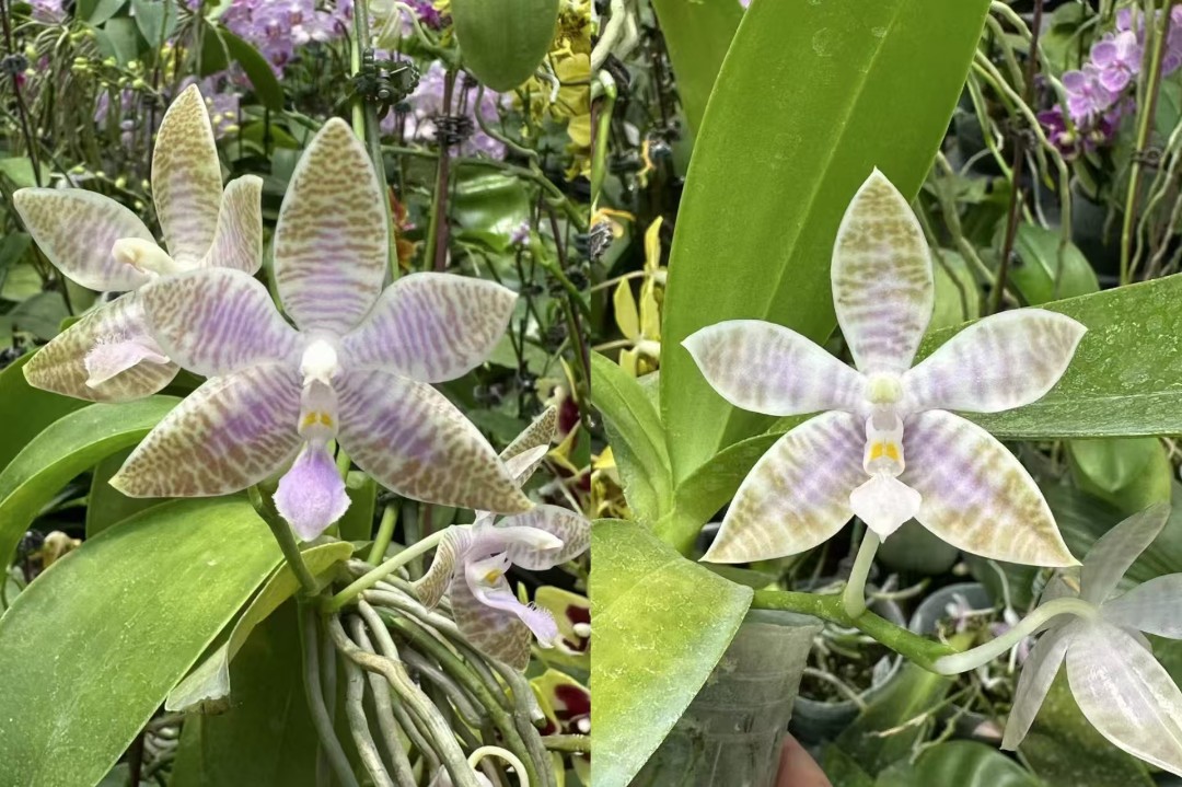 1.7寸 蓝路德兄弟交-苗【少根 叶微瑕】 原生趣味 蝴蝶兰