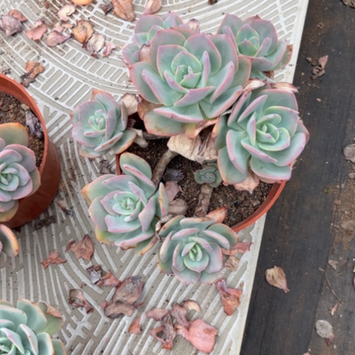 【闪购商品】茜*?白月