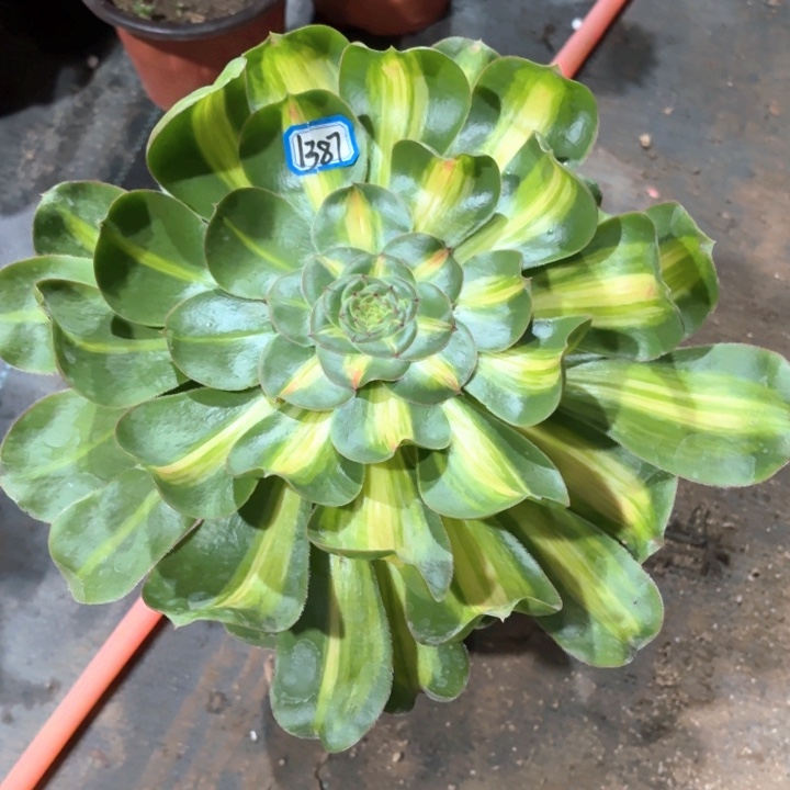 暴君法师多肉长腿老桩1387