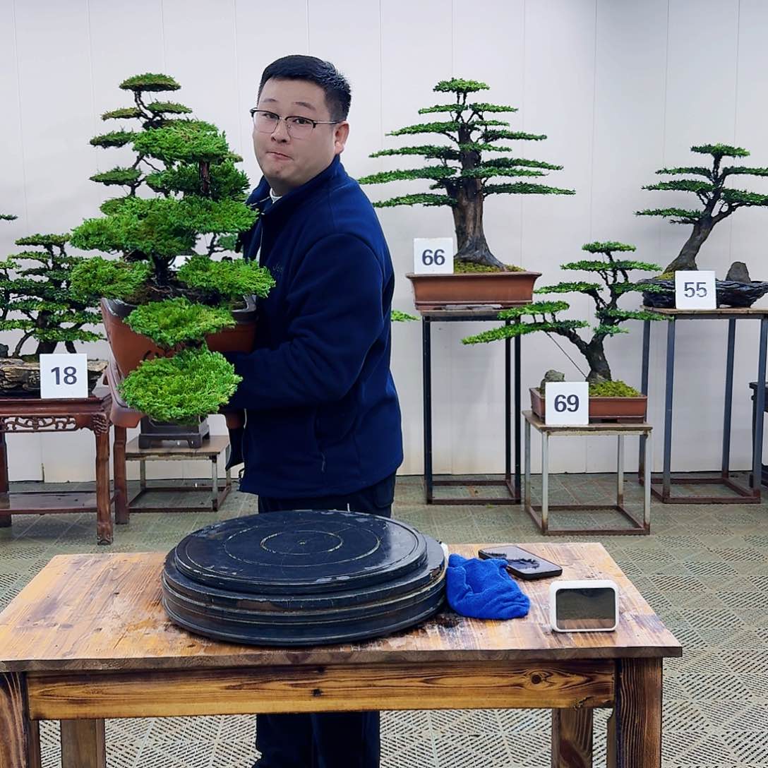 盆景柏树造型盆景