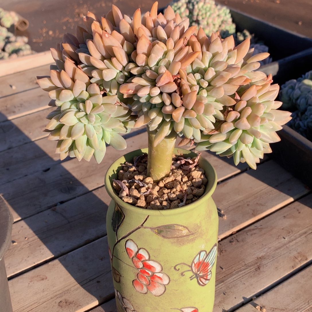 归*?淡雪缀18 公分一物一拍