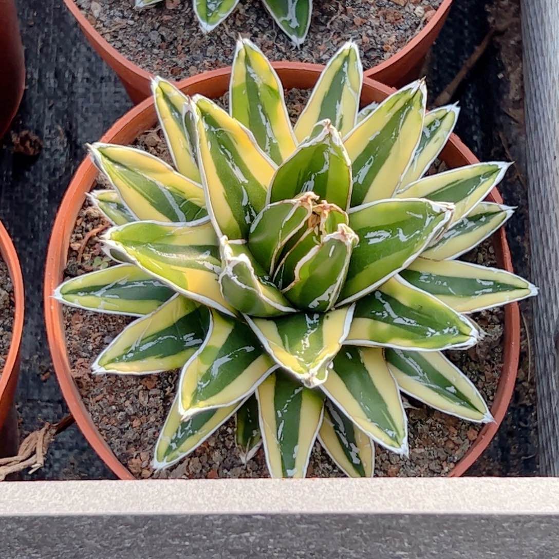 辉山 龙舌兰仙人球