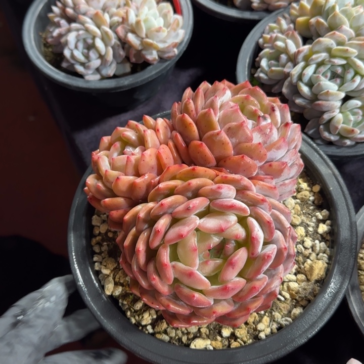 专****215厘米左右一物一拍的