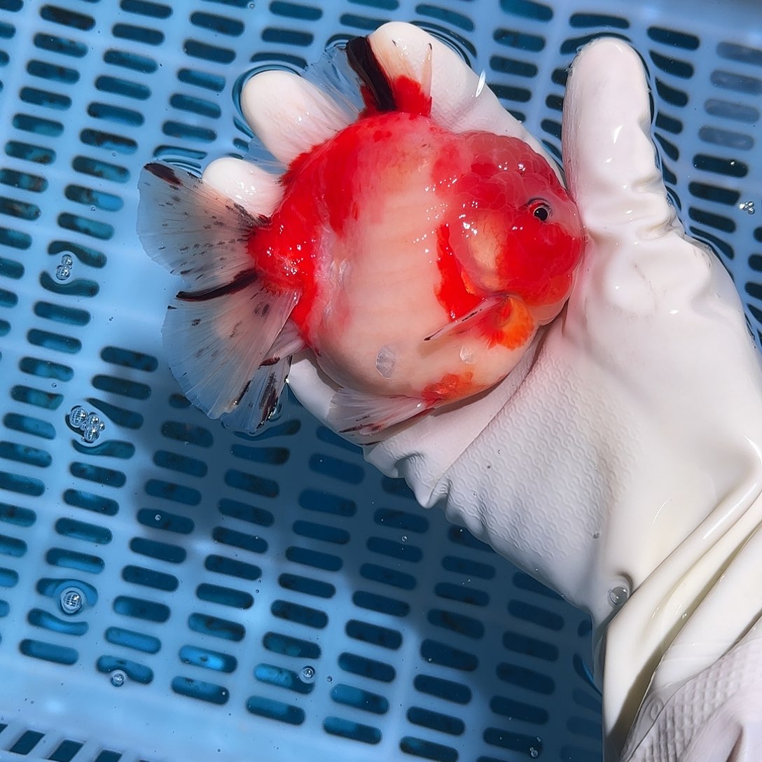 金鱼金鱼25845755855