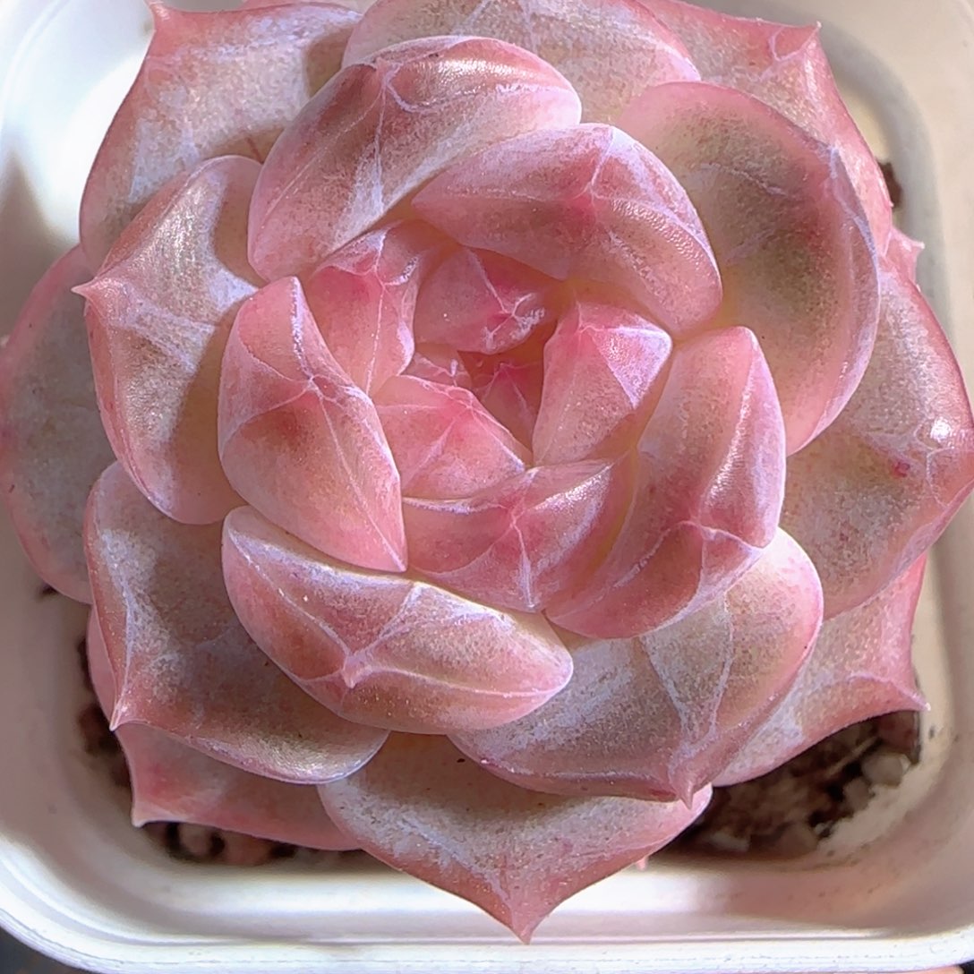 多肉1227-51福利福利