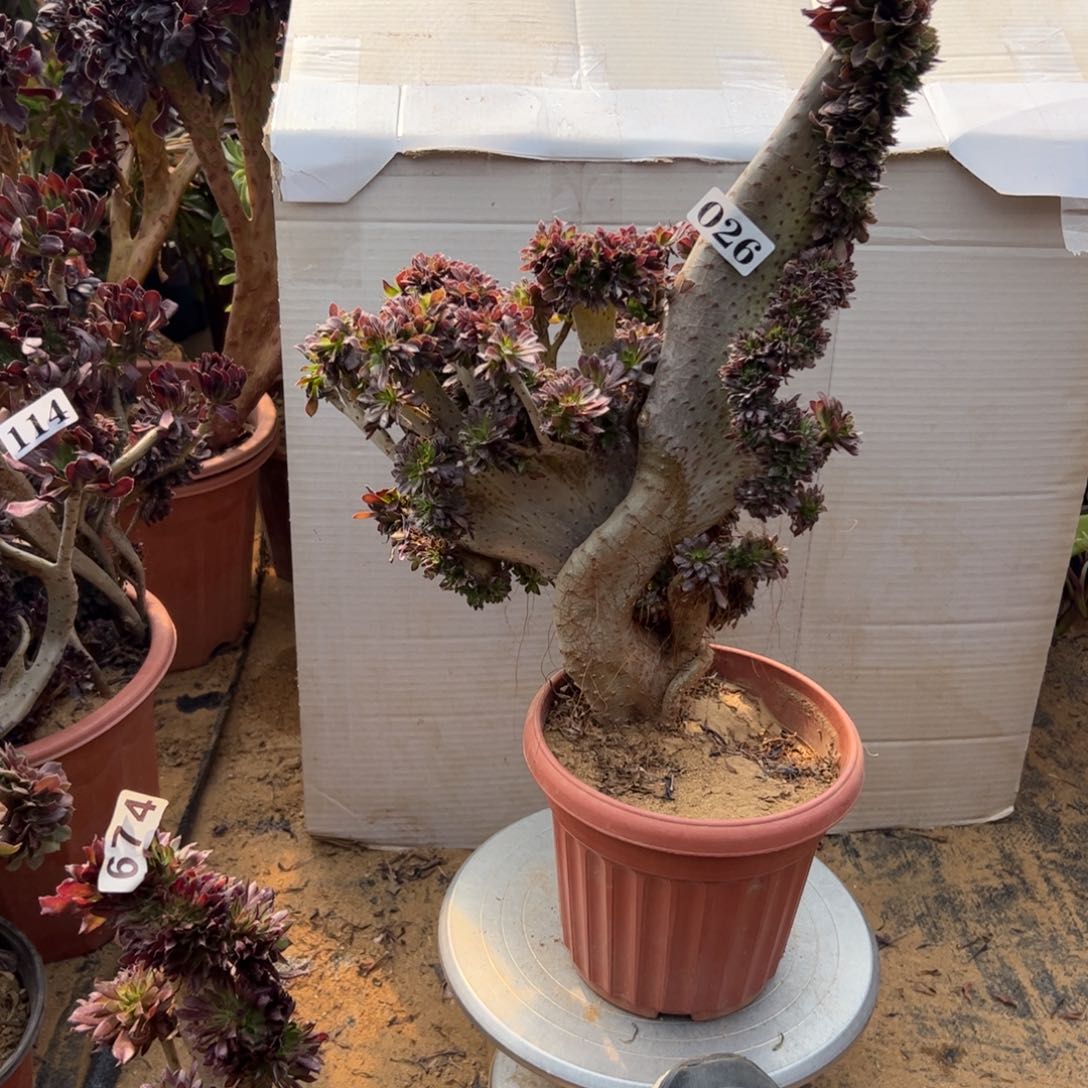 有伤黑缀026高40