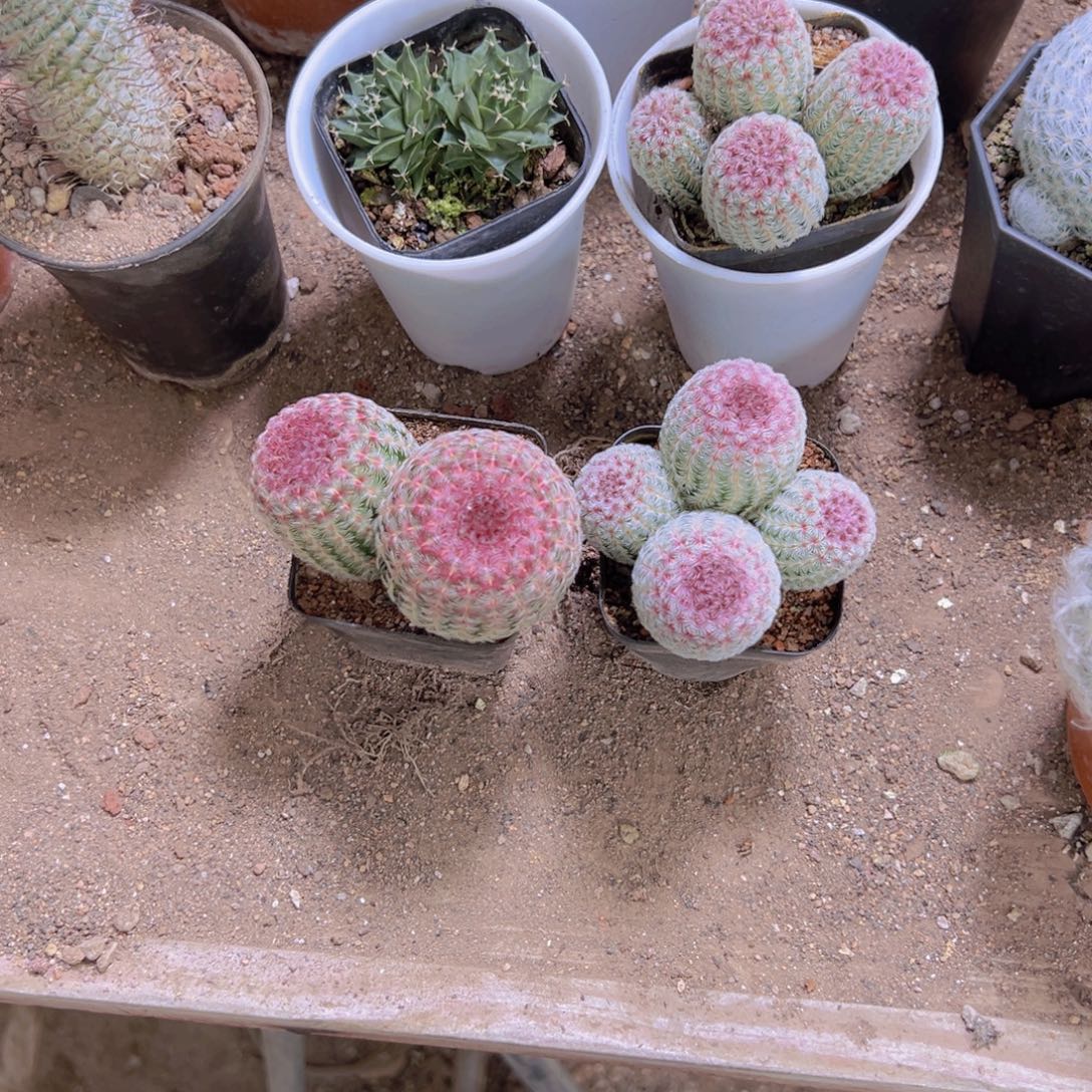 小***艺你要吃好睡的话先回去睡啊明天