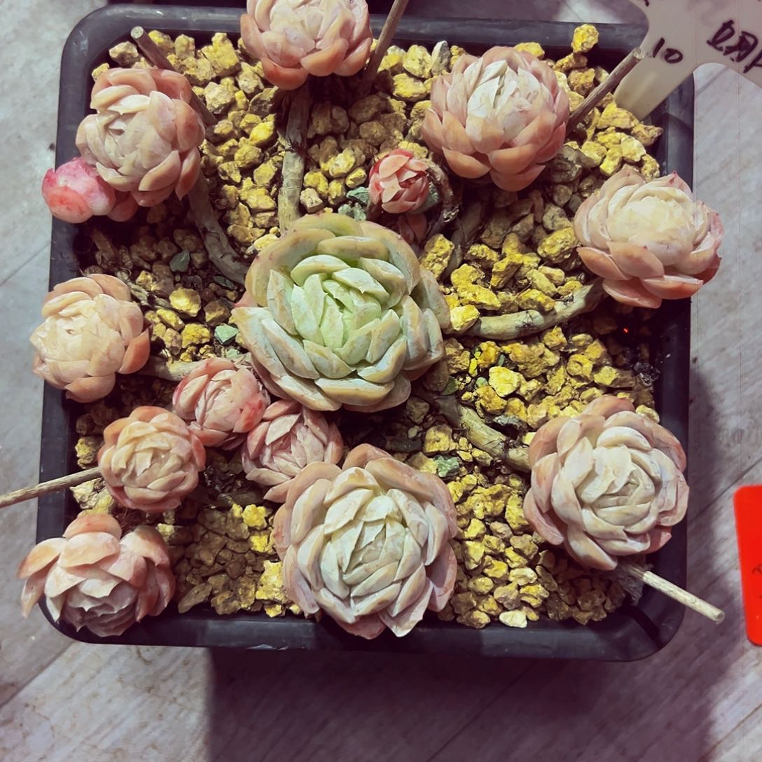 9号一物一拍脱土包邮