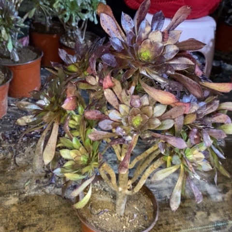 黑法多肉植物032