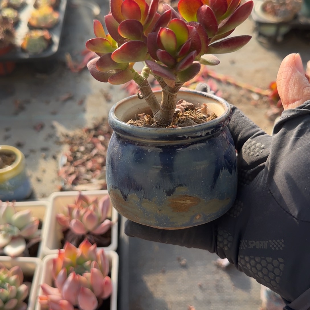 无花朵姬红花月带盆发货