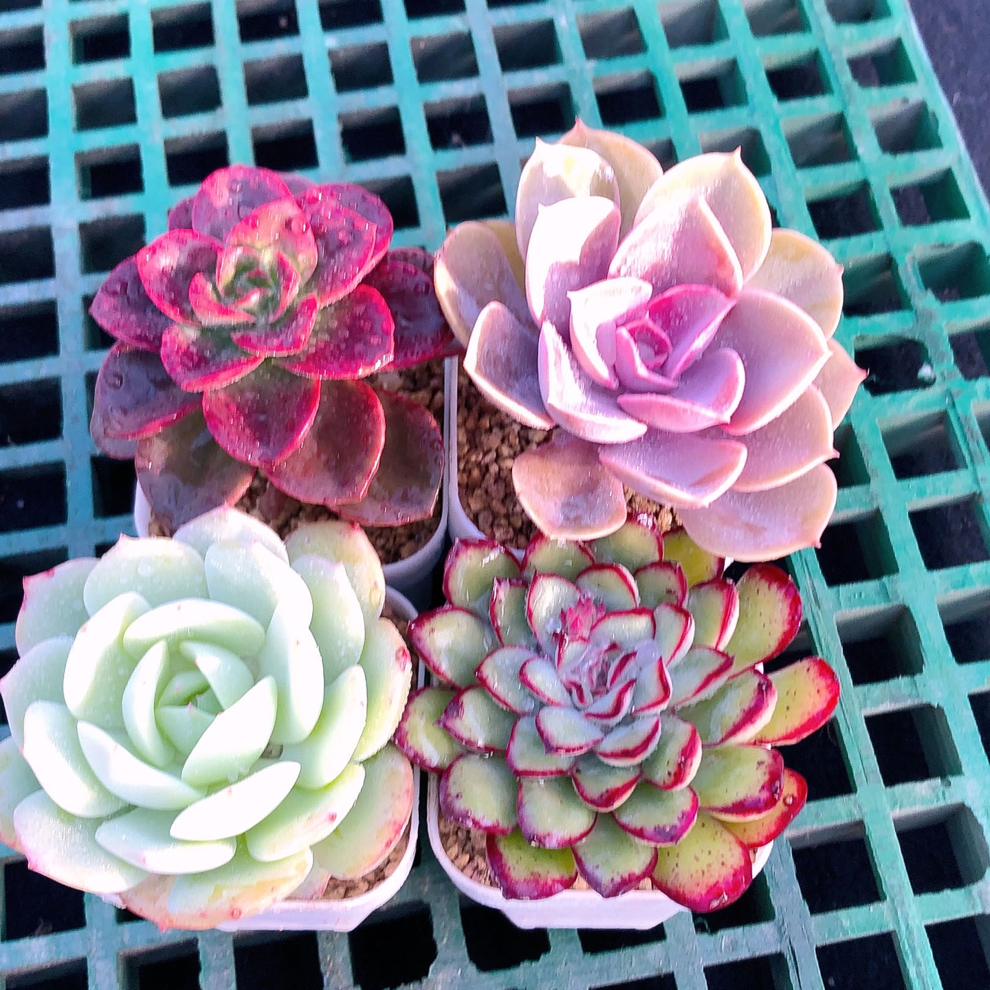 多肉植物紫珍珠巧克力方砖灵隐恋曲送盆土