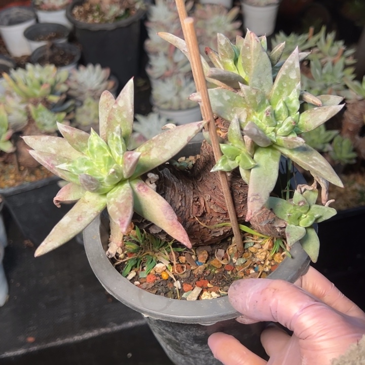 勿**。430个哈哈哈哈哈哈哈哈