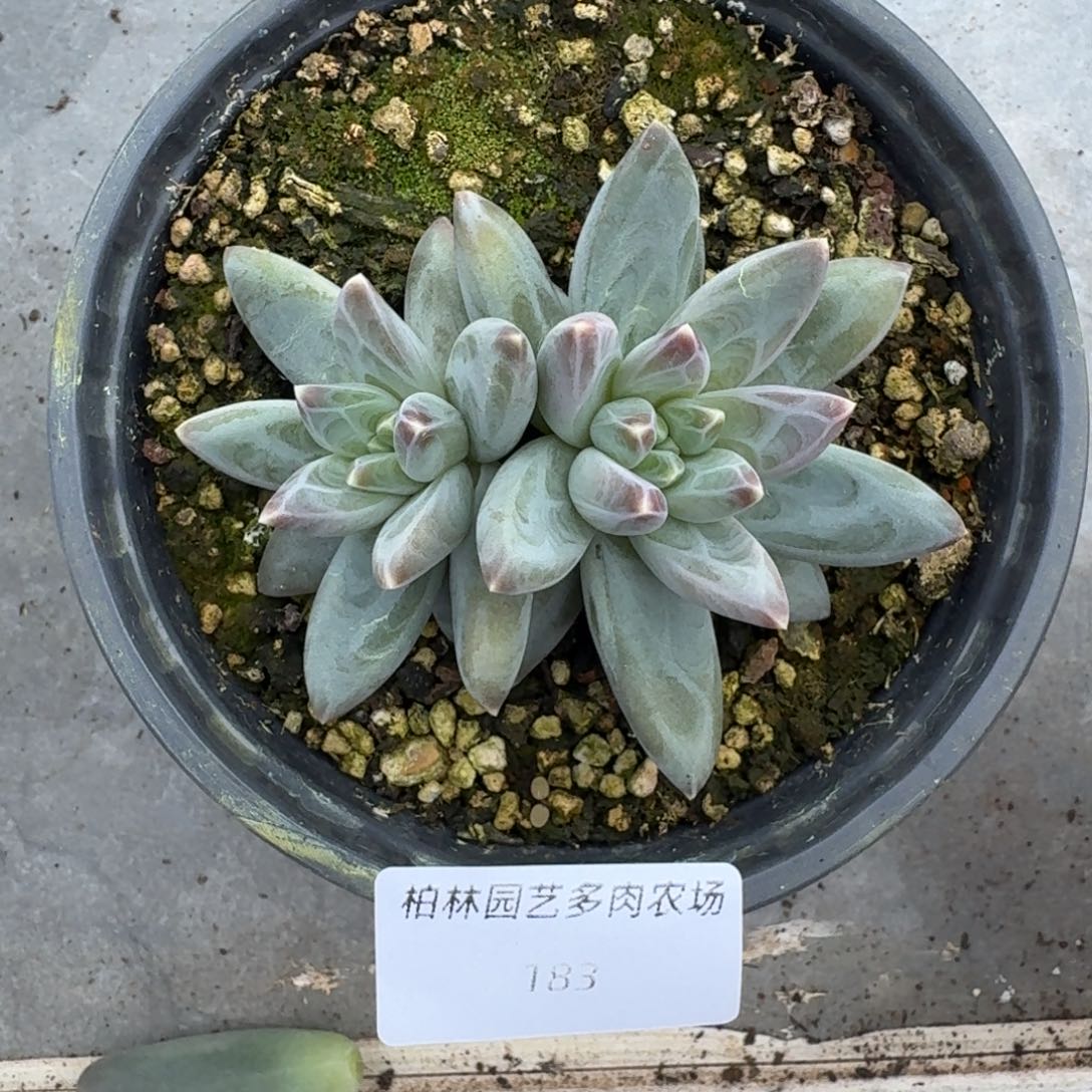 183 美人杂交 一物一拍