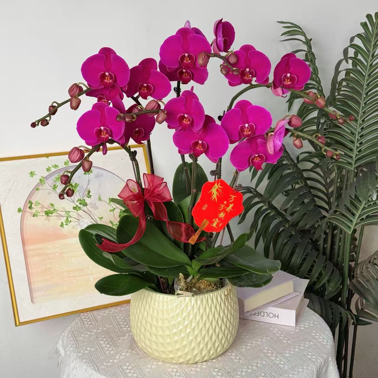 妗画【大辣椒】 爆款紫红色大花 高雅贵气 苗情优质带花带花苞基地