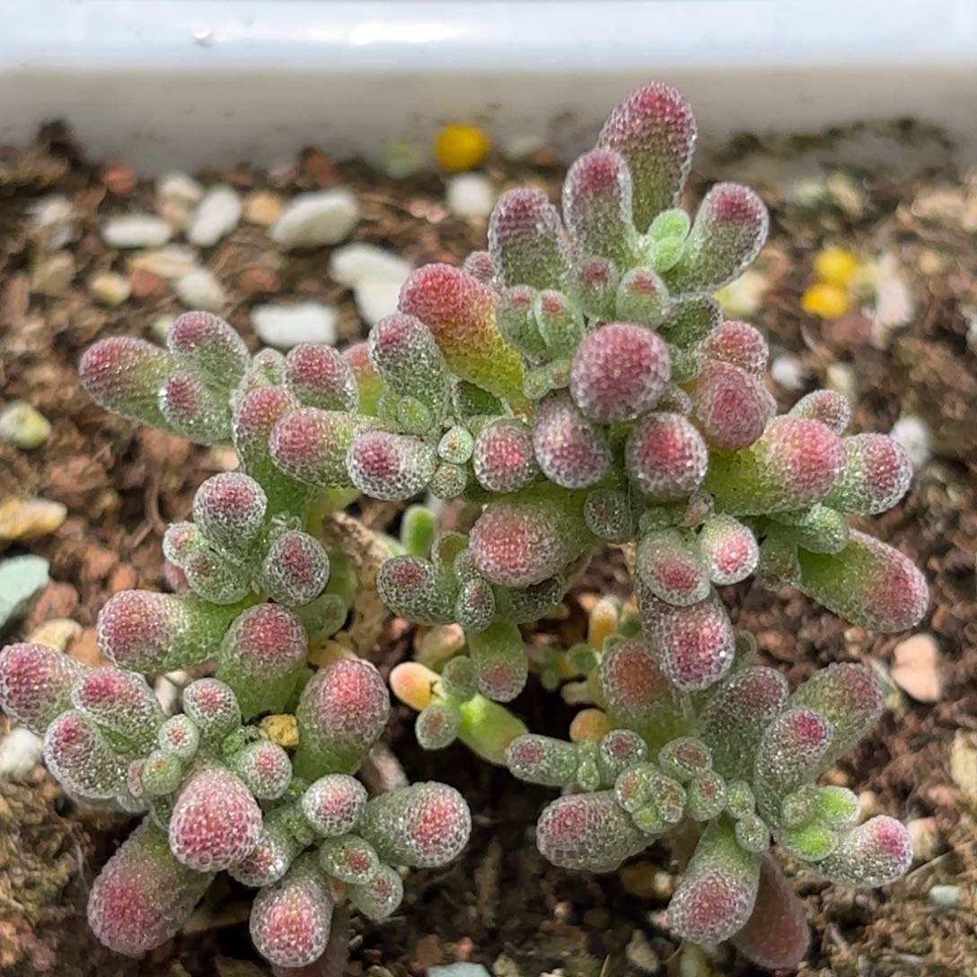 冰晶杂丝绒红D285带盆土