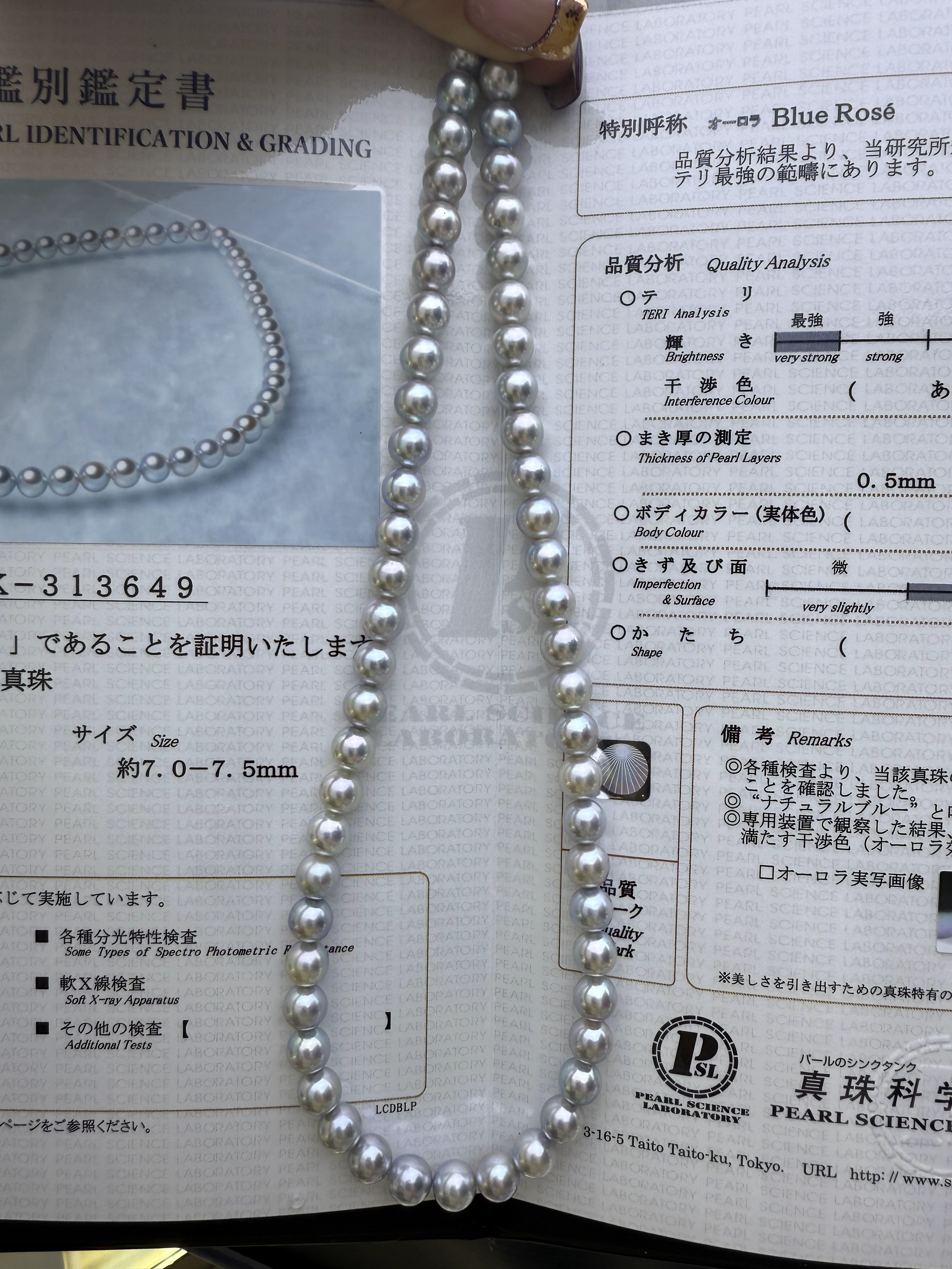 真科研大证 蓝玫瑰 blue rose天然海水珍珠 akoya真多麻7-7.5mm 
