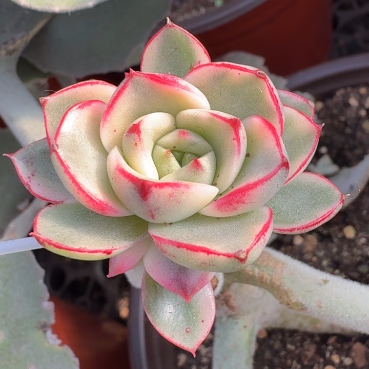 斗牛士锦腹轮锦带侧芽