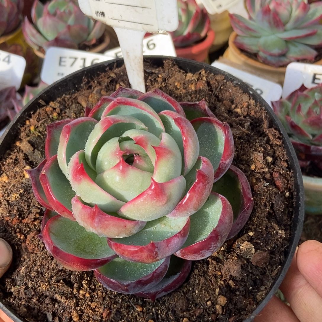 惊鸿一瞥824号多肉