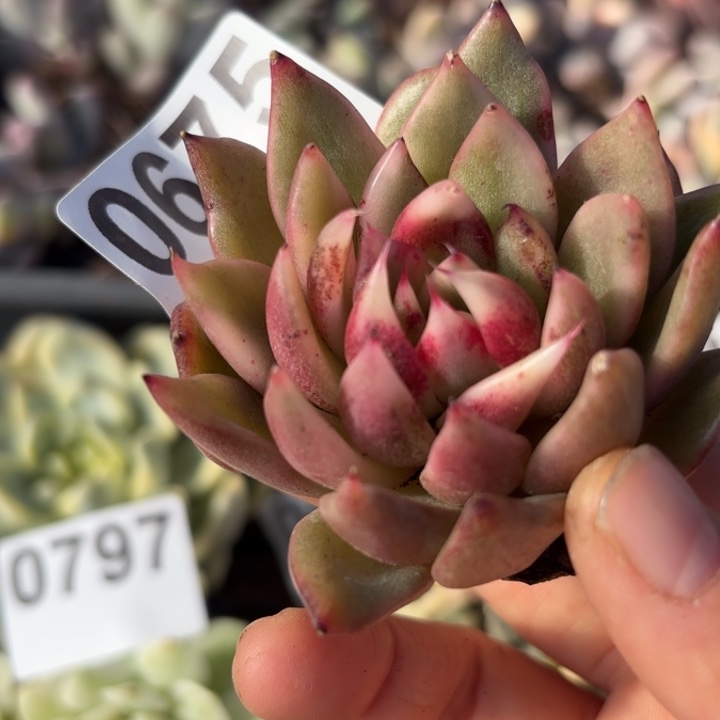 多肉植物满18包邮当场凑单