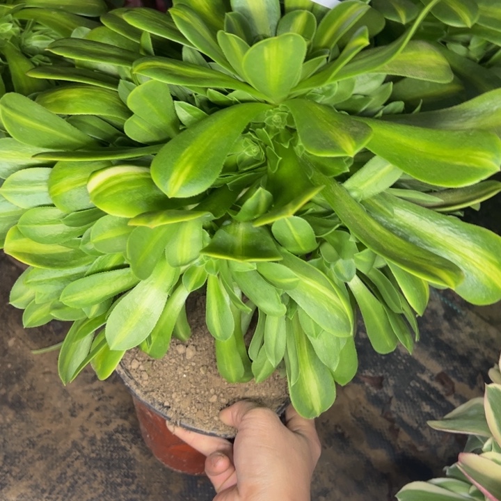 1232南琉璃多肉植物