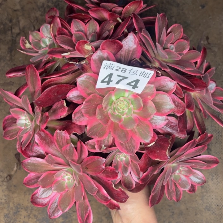 474浣纱多肉植物