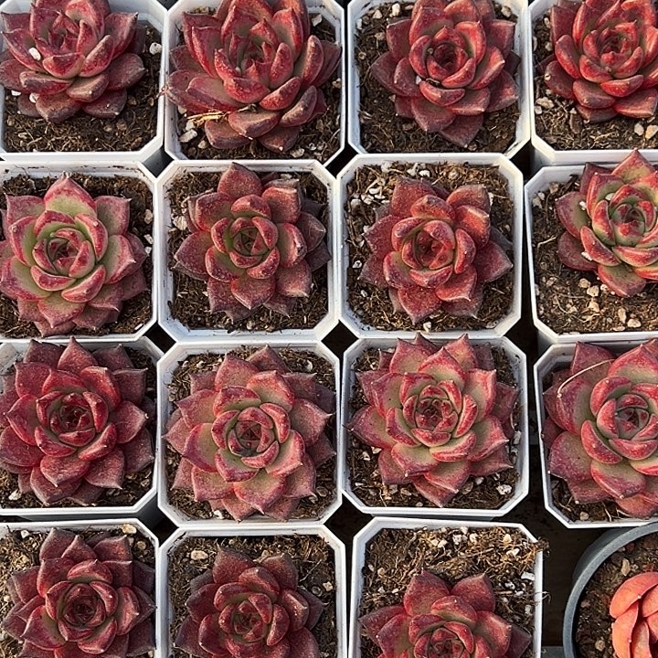 焰火。   福利多多。  