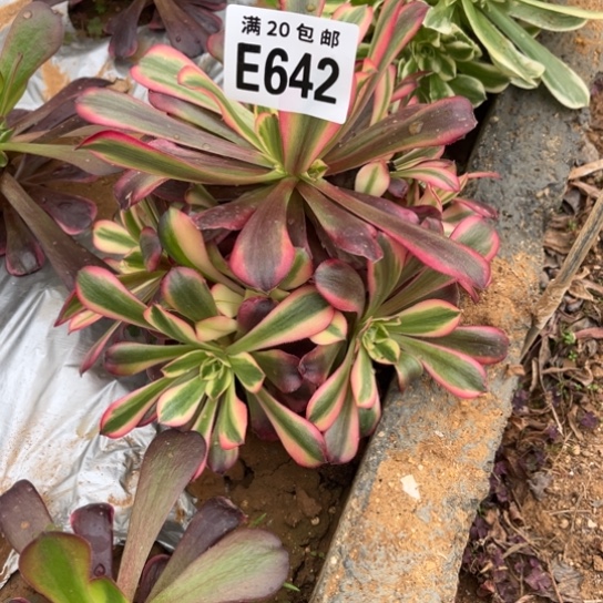 642美杜莎不包断枝