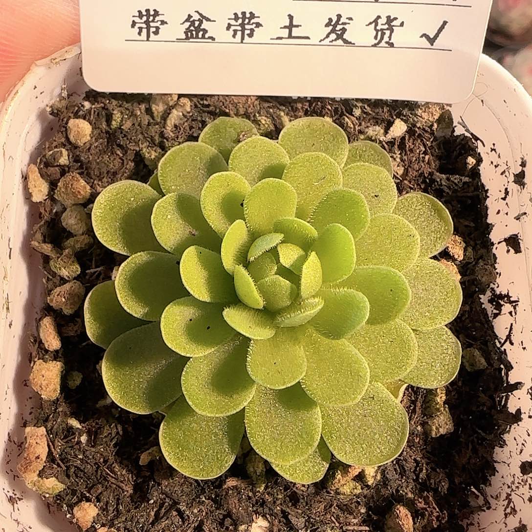 多肉1207-81捕虫堇