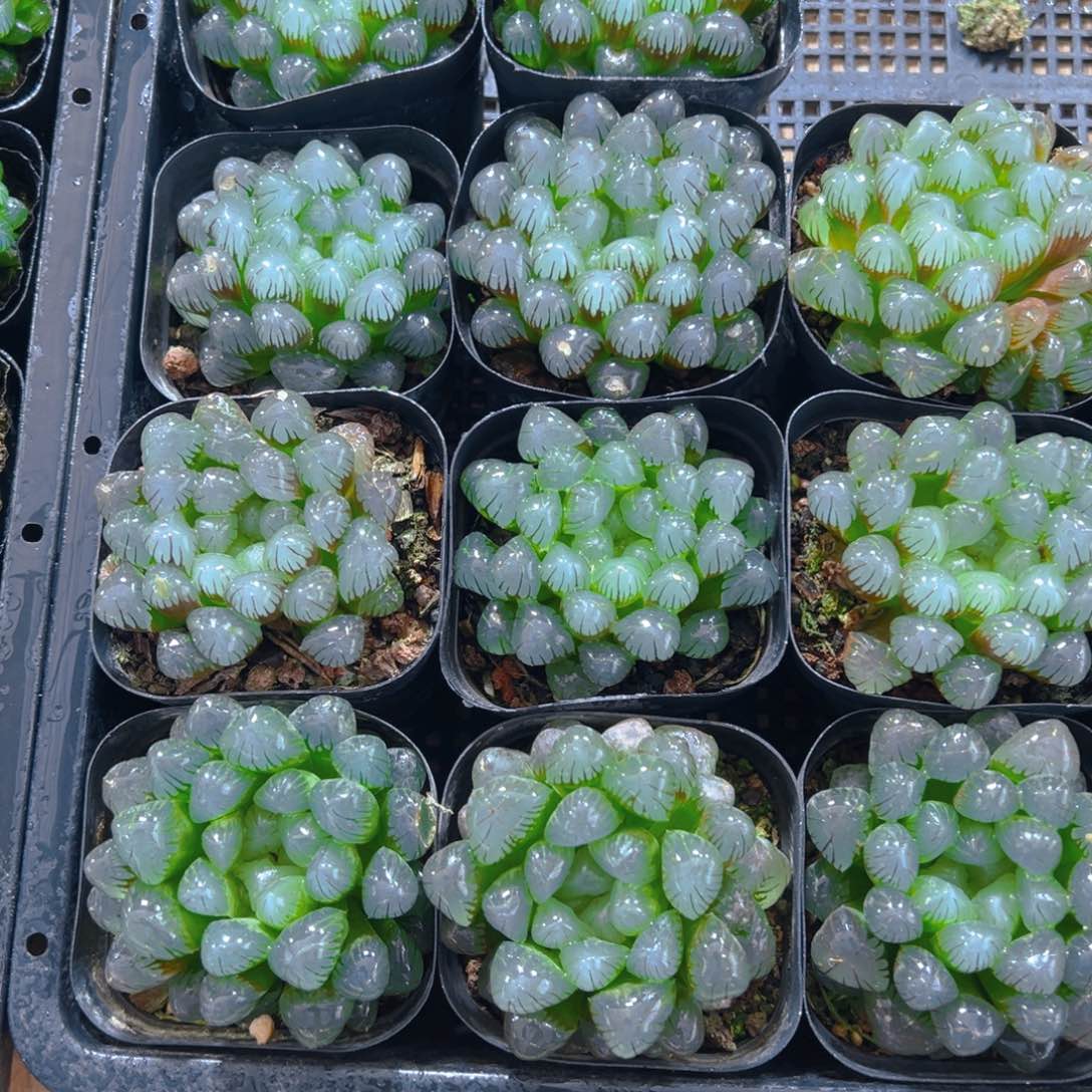 潘氏冰灯玉露多肉一颗