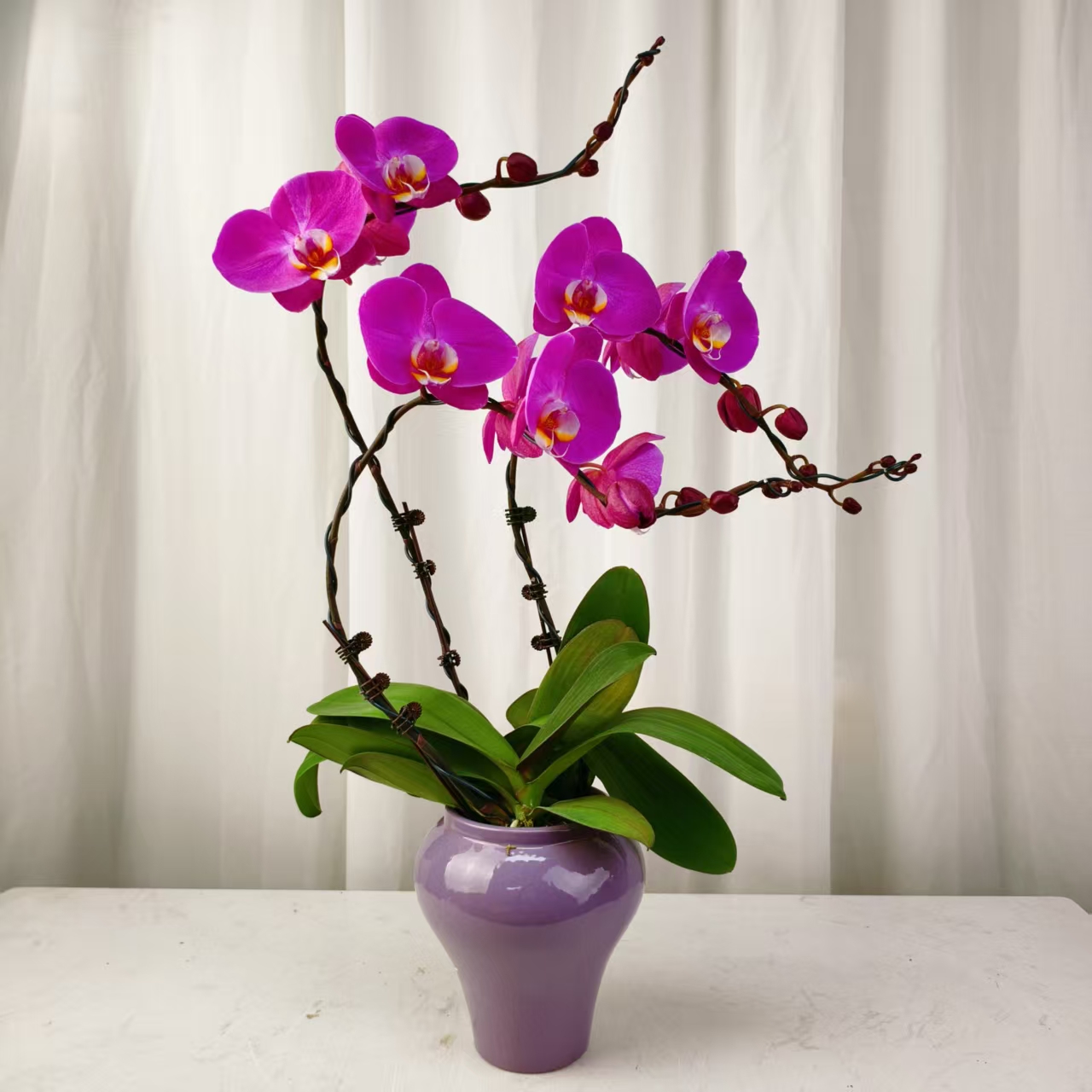 桦艺花卉【素心】蝴蝶兰轻 奢 绿植花卉艺术高级盆栽植株好养