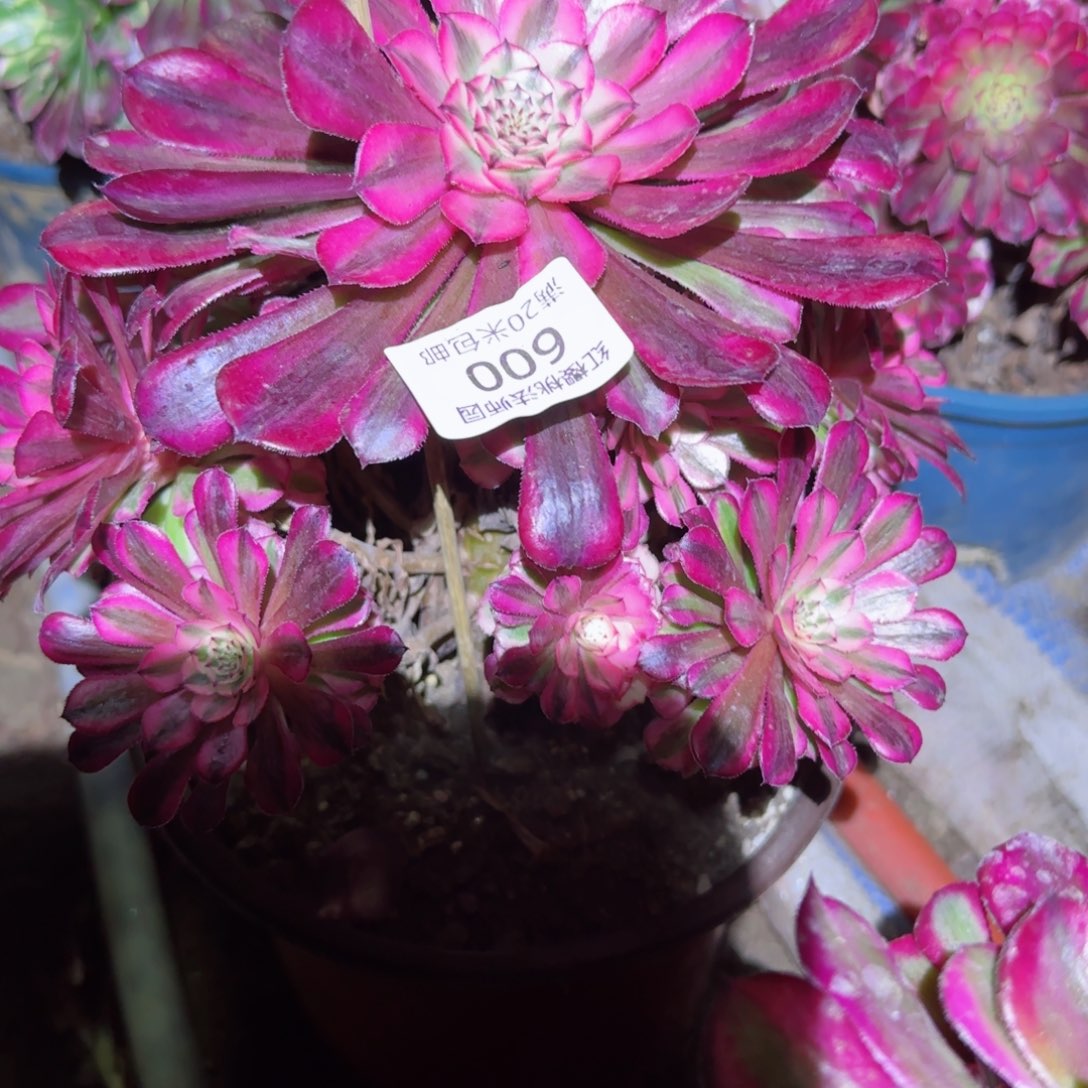 红瞳法师多肉6000