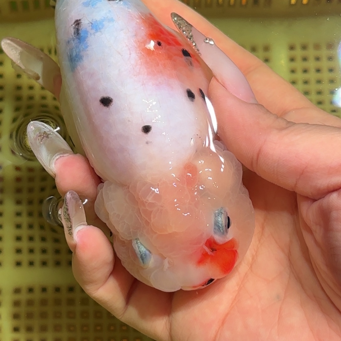 ****、金鱼拍包装包邮，不拍包装运费到付