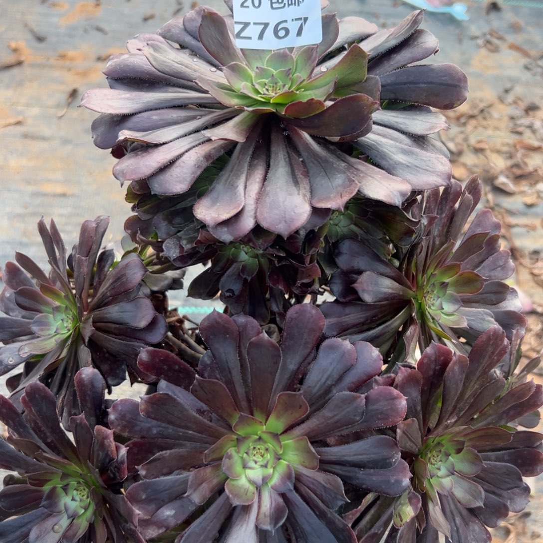 767黑铜拉丝，满20包邮