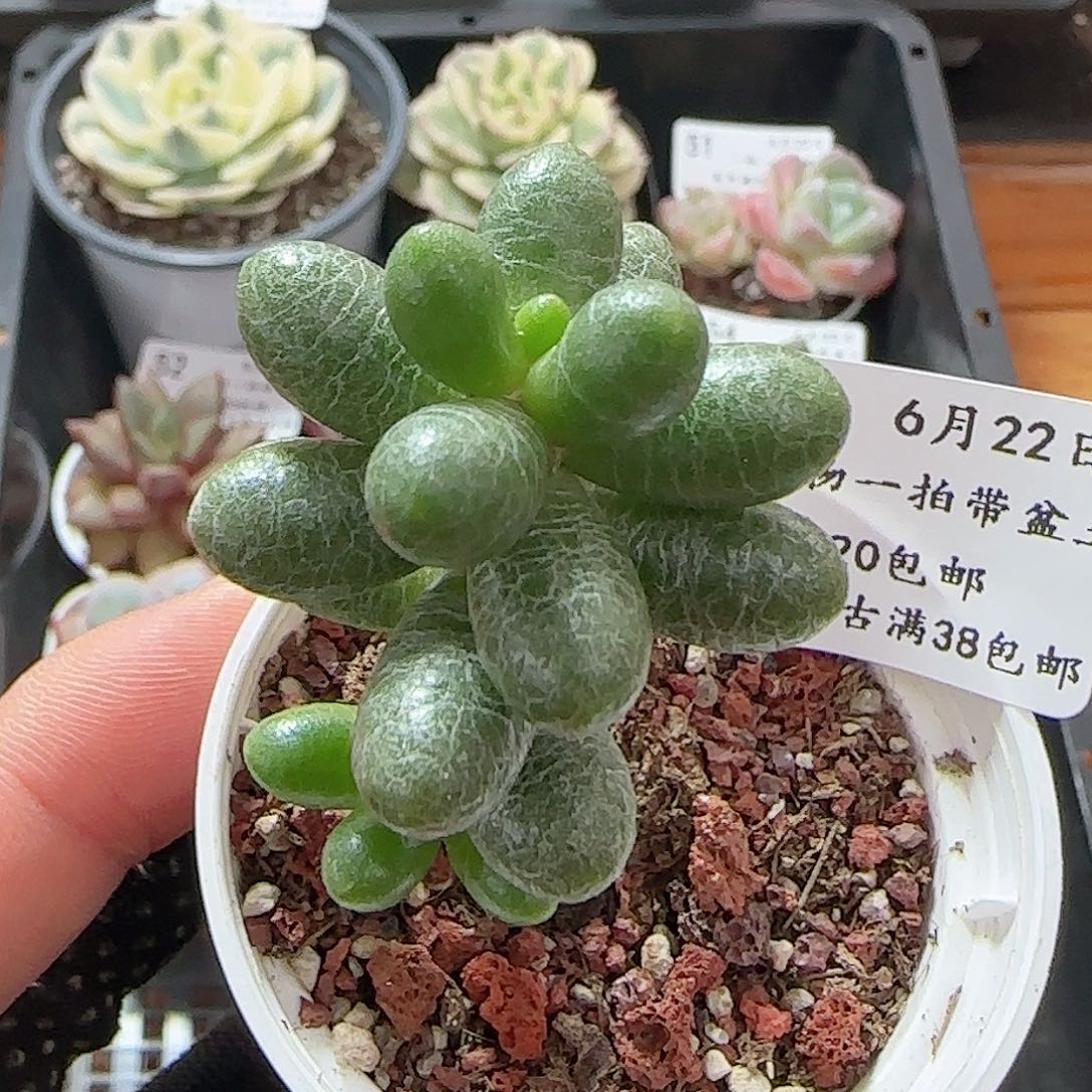 多肉0622-57绿龟之卵