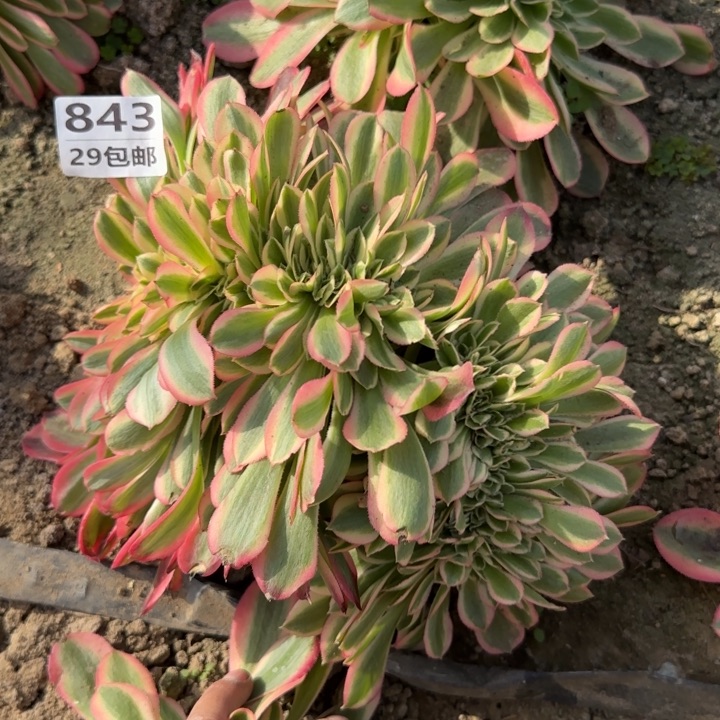 女巫缀……多肉植物……