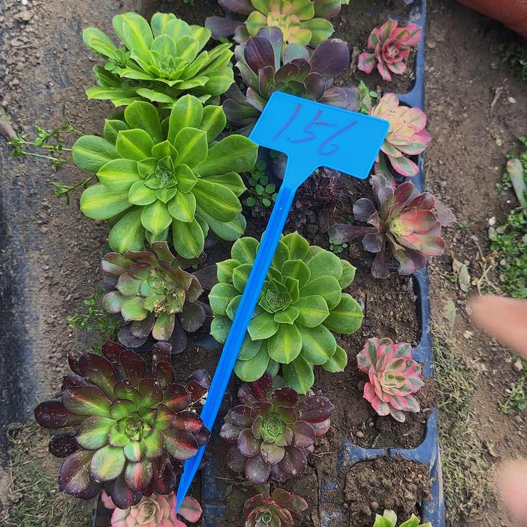 简*菊156苗哦哦哦