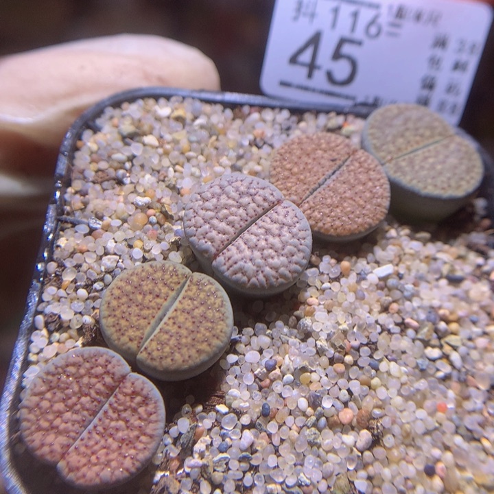 精品生石花116.45