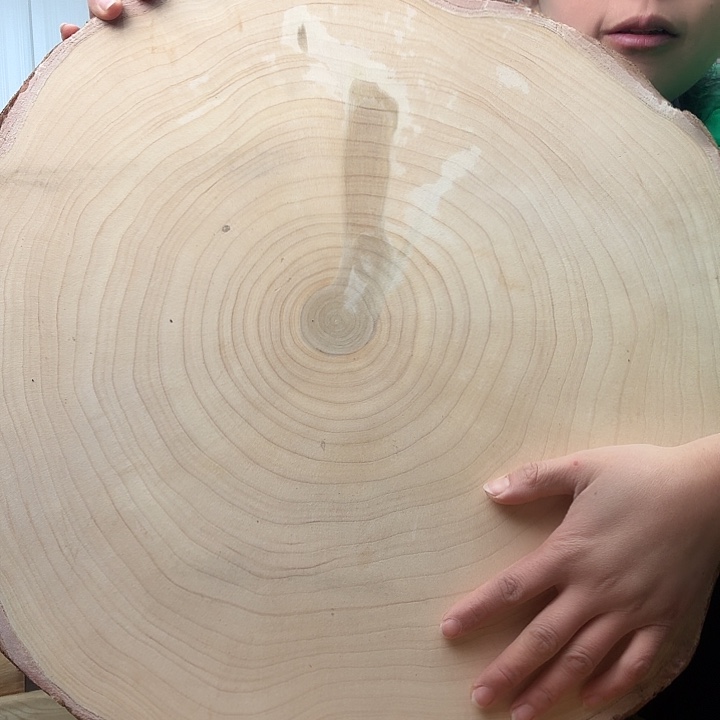 木银杏树菜板鞋木整切