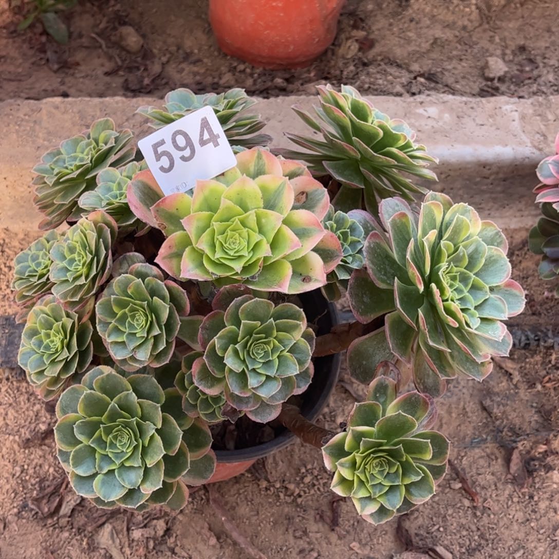 奶白594不包断枝的