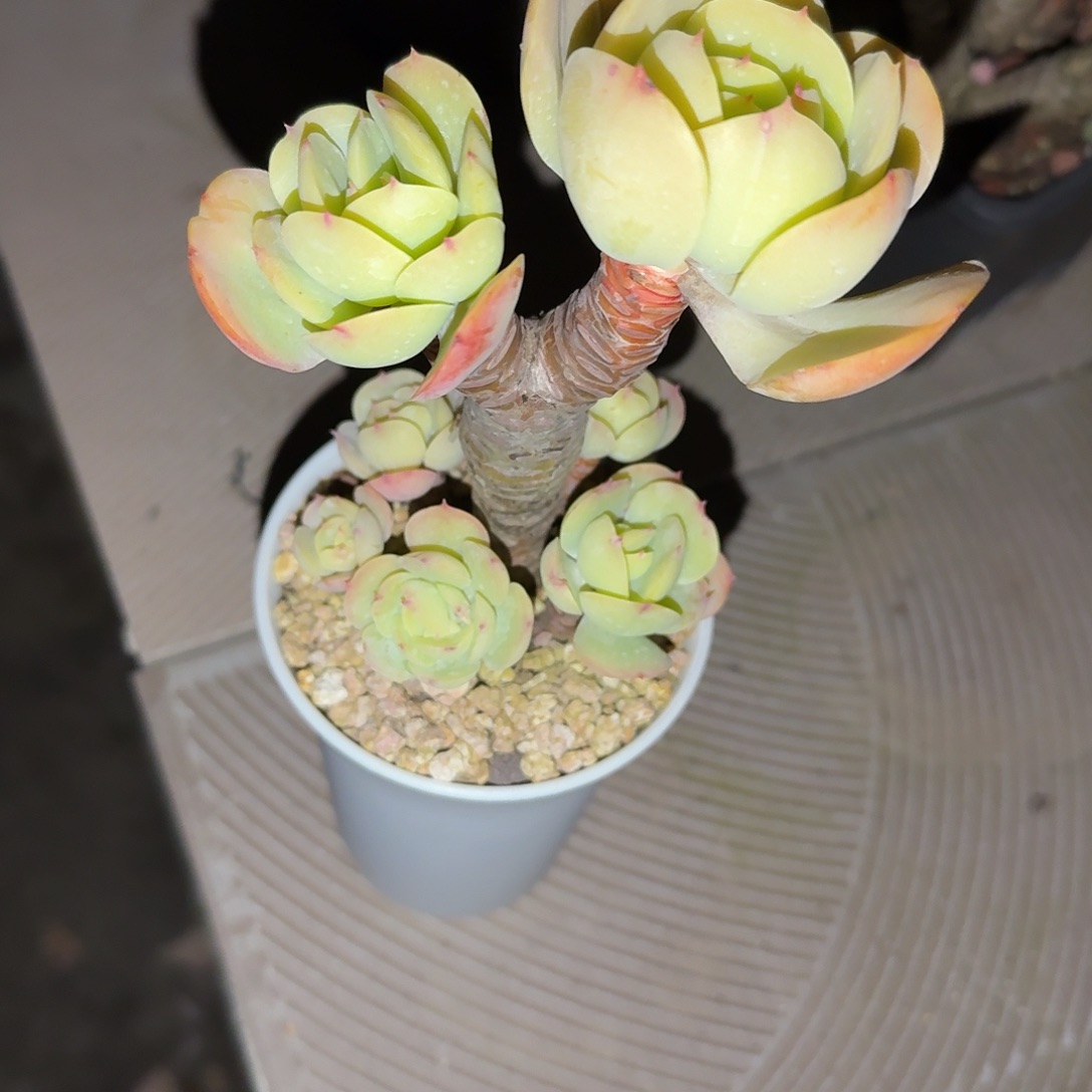 叹***者鸡蛋碧桃多肉植物一颗