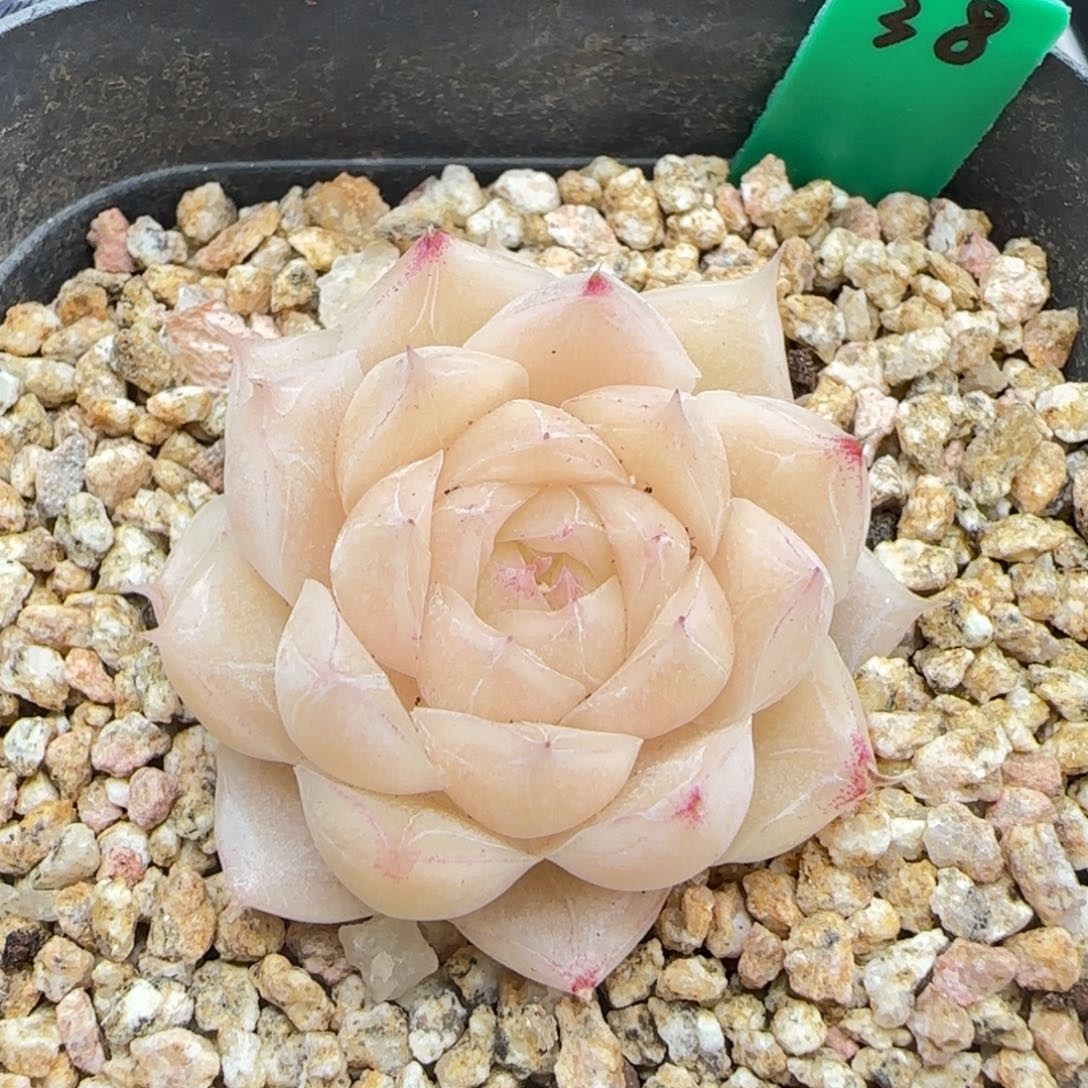 多肉38    麦秆   6厘米盆