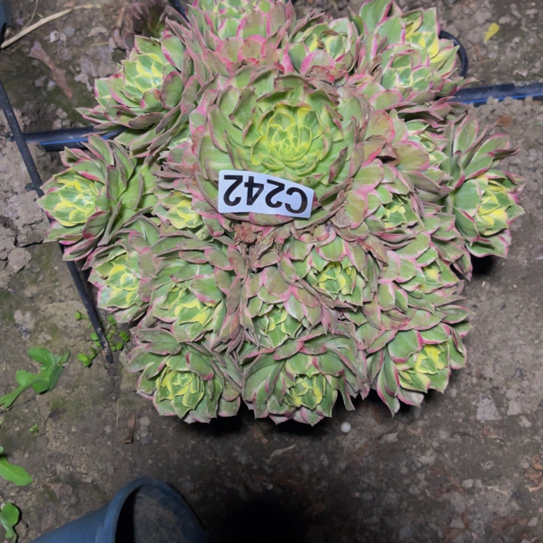 水蜜桃法师26//////23包邮