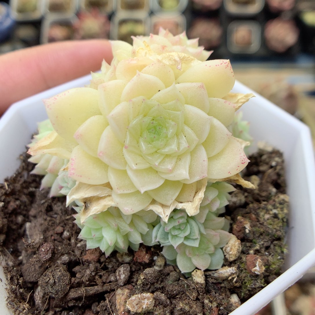 G55，20包邮两天凑单偏远地区不发货