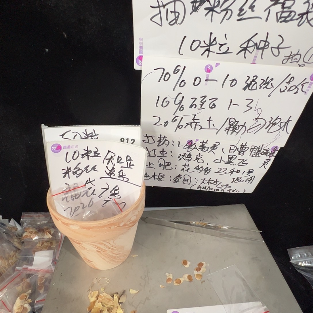 子***鱼多肉植物专拍植物不退换 一物一拍 505