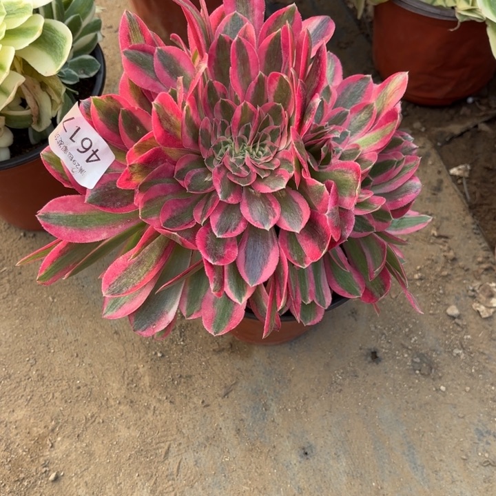 粉女巫坠多肉法师4617