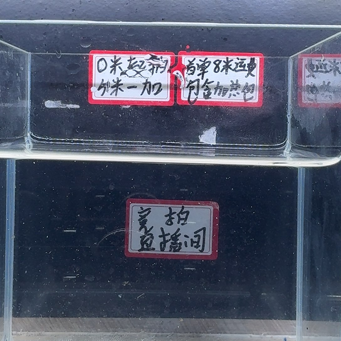 斗鱼泰国斗鱼母鱼