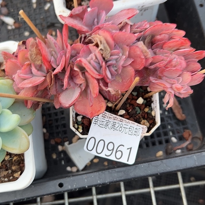 幸运的是我还没遇到你