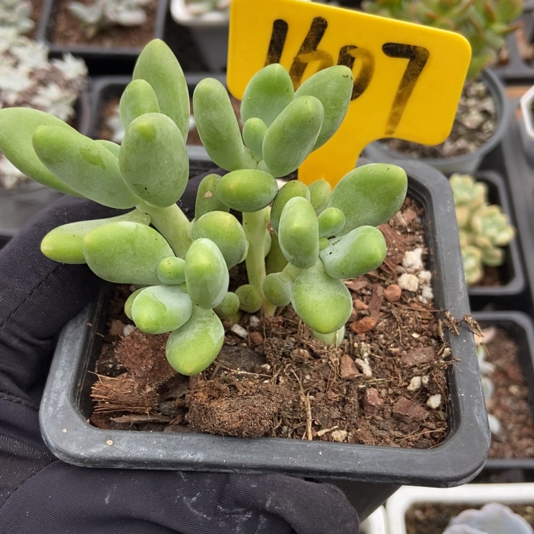 1607芒果奶多肉植物保护