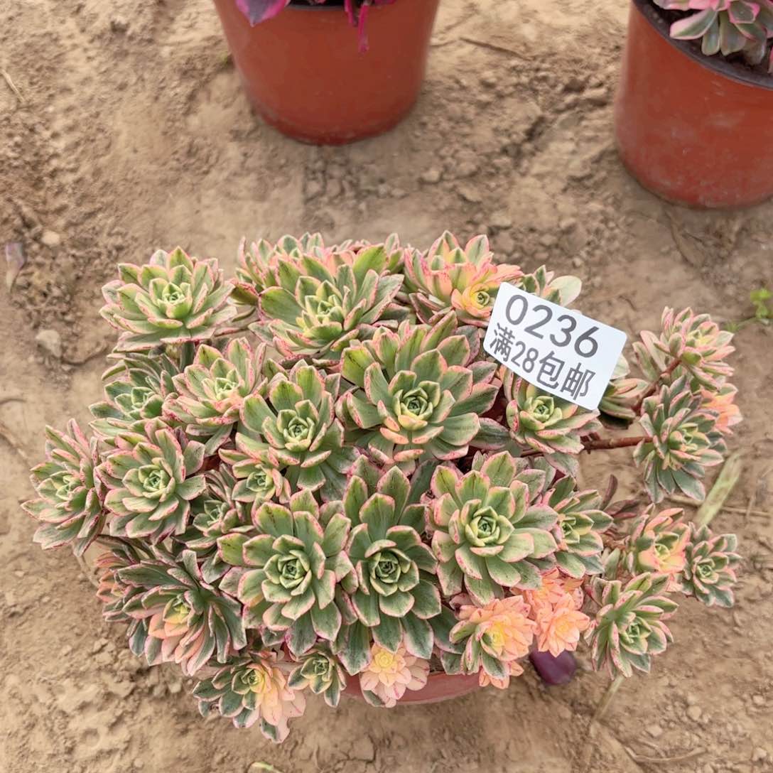 0236甜茶多肉1111