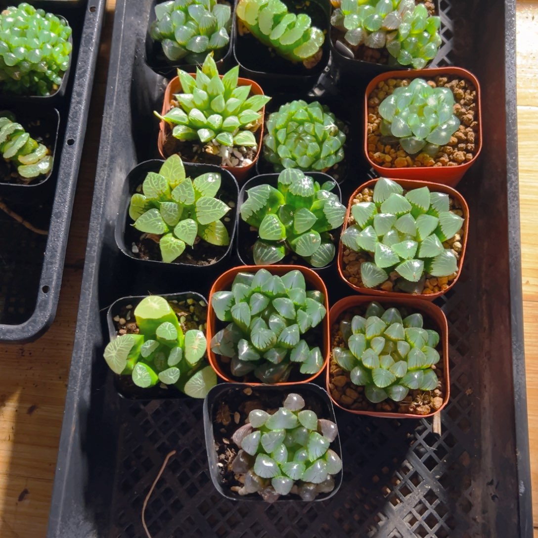 13颗多肉多肉多肉多肉